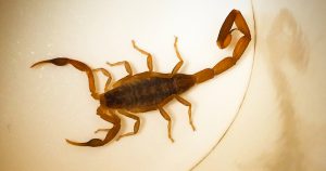 Lugares úmidos e escuros servem de abrigo para escorpiões, que têm facilidade de reprodução