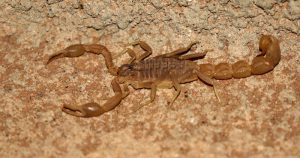 Cresce número de ataques de escorpiões no interior do Estado