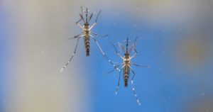 Cientistas da USP em São Carlos explicam formas de controle do “Aedes aegypti”