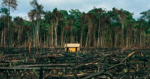 Revista “Science”: Divórcio entre ciência e políticas ameaça Amazônia, alerta físico do IPCC