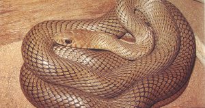 Guia ilustrado traz estudo sobre serpentes na Caatinga