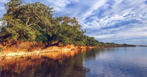Restauração de áreas em torno de rios propicia vazão estável