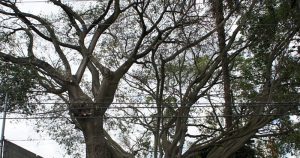 Árvore mais antiga de São Paulo ganha clone no Parque Ibirapuera
