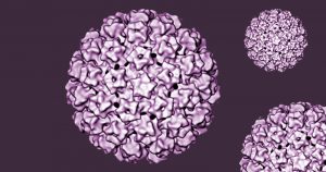 HPV infecta humanos há mais de 500 mil anos, aponta estudo