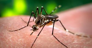 Modelos matemáticos ajudam a planejar estratégias para vacinação contra zika