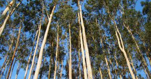 Patente Eucalyremediation apresenta solução de baixo custo para a descontaminação de águas subterrâneas