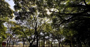 “Árvores da FEA-RP” são tema de concurso fotográfico