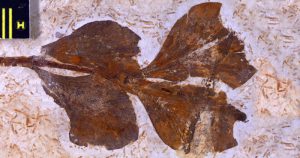 Fósseis em exposição na USP contam história da evolução das plantas