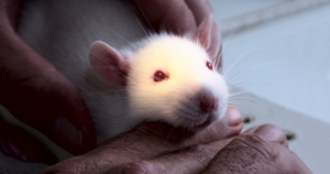 Nova gaiola deixa roedores menos estressados e pesquisas mais fidedignas