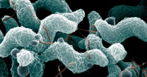 Testes revelam resistência de bactéria causadora de diarreia
