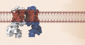 GPCR: por que queremos saber tudo sobre estas proteínas