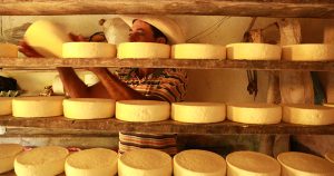 Cientistas ajudam a melhorar práticas da produção do queijo Canastra