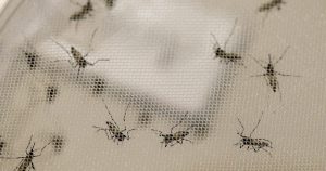 Testes com vacina contra o vírus zika dependem de voluntários