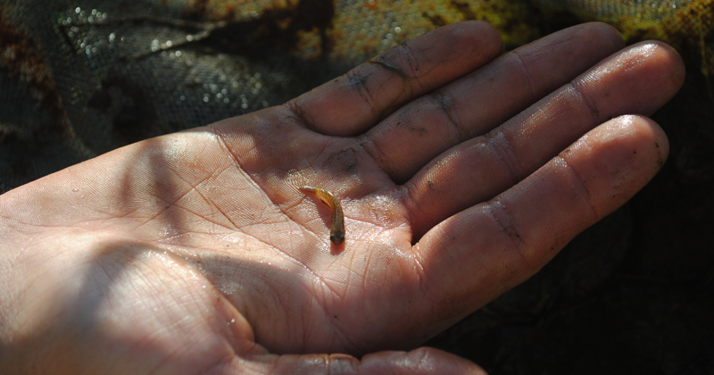 Na palma da mão do pesquisador está um peixe da espécie Melanorivulus zygonectes. Ele chega a 4cm de comprimento quando adulto, vve junto às margens mais rasas dos riachos e tem a habilidade de pular de poça em poça