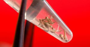 Criado em laboratório, parasita transgênico ajuda a testar drogas contra transmissão da malária