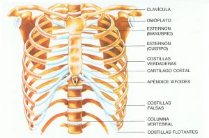 “Anatomia Responde”: Músculos do tórax permitem os movimentos respiratórios