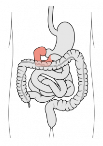 “Anatomia responde” fala sobre a função dos intestinos