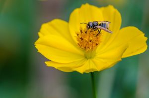 No “Ambiente É o Meio”: O mundo das abelhas