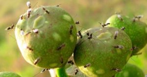 Relação de mutualismo entre figueiras e vespas tem nova fase revelada