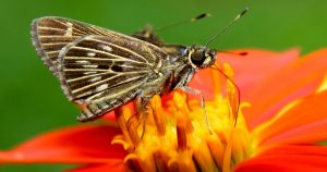 Exposição fotográfica mostra importância dos insetos na natureza 