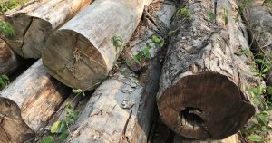 Pesquisa confirma indícios de fraude em extração de madeiras