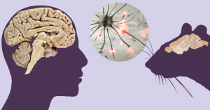 Cientistas descrevem circuito cerebral ligado ao estresse pós-traumático