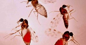 Estudo mostra como vírus transmitido por mosquito se replica na célula
