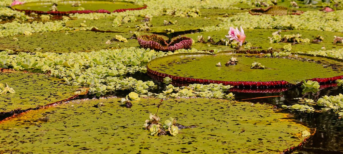 As vitórias-régias, uma das maiores plantas aquáticas do mundo, são facilmente encontradas no Rio Croa, em Cruzeiro do Sul, embelezando ainda mais a paisagem natural do lugar - Foto: Cecília Bastos/USP Imagens