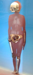Reconstituição do esqueleto de Luzia, acervo do Museu Nacional do Rio de Janeiro