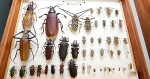 Programa traz informações científicas sobre os insetos