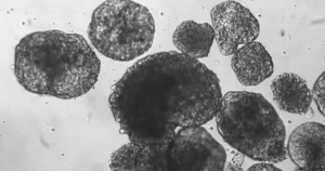 Cientistas estabelecem diretrizes para uso de células-tronco pluripotentes