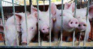 Vírus encontrado em porcos na China é identificado em criança no Brasil