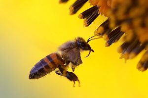 Desaparecimento de abelhas pode afetar a qualidade e a quantidade dos alimentos