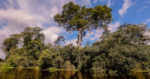 Florestas tropicais recuperam rápido cobertura desmatada, mas há perda de espécies