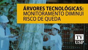 Árvores tecnológicas: monitoramento diminui risco de queda