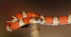 Estudo mostra como as cobras perderam as pernas ao longo da evolução