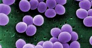 Bactérias são organismos vivos que podem sofrer mutações