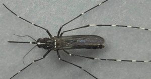 Mitos e verdades para evitar picadas de mosquito