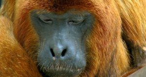 Macacos não são vilões, mas vítimas da febre amarela
