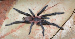 Nova espécie de aranha recebe o nome de professores da USP
