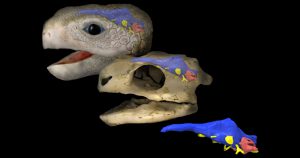 Pesquisadores reproduzem em 3D cérebro da mais antiga tartaruga