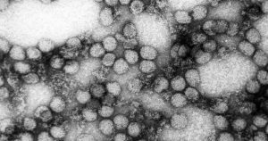 Vírus da febre amarela aparece na urina quase um mês após infecção