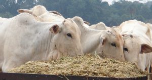 Produção pecuária já é afetada por mudanças climáticas