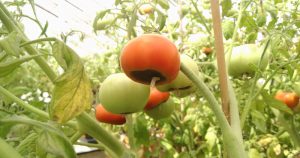 Cientistas estudam causas e soluções para podridão em tomateiros