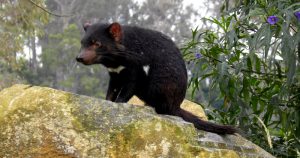 Molécula descoberta em pesquisa brasileira pode salvar diabo-da-tasmânia de extinção