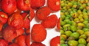 Frutas brasileiras são ricas em antioxidantes e anti-inflamatórios