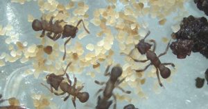 Composto que mata fungos resistentes é isolado em microbiota de formiga
