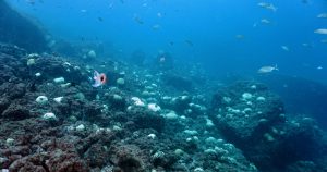 Branqueamento ameaça sobrevivência de corais no litoral paulista