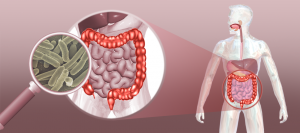 Microbiota presente no intestino pode estar relacionada a doenças autoimunes