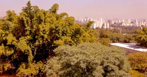 Quantos espaços de vegetação são necessários para se viver melhor em São Paulo?